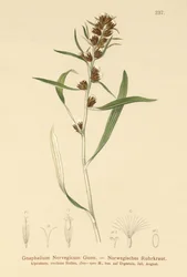 Gnaphale des montagnes (Gnaphalium norvegicum)