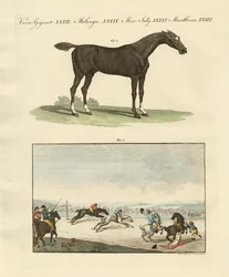 Courses de chevaux en Angleterre