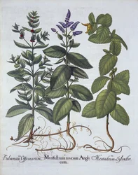Menthe chevaline et menthe verte, de Hortus Eystettensis, par Basil Besler (1561-1629), pub. 1613