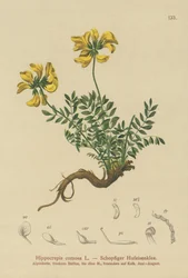 Hippocrépide en ombelle (Hippocrepis comosa)
