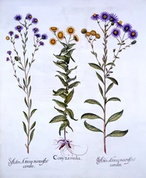 Vergerette et marguerites européennes, de Hortus Eystettensis, par Basil Besler, pub. 1613
