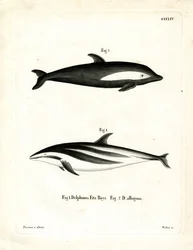 Dauphin à Sabliers