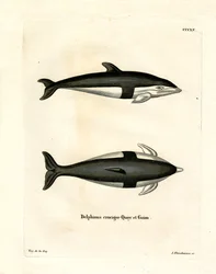 Dauphin à sablier