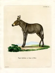 Zèbre Hybride