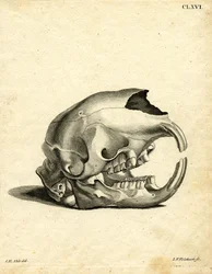 Crâne de daman