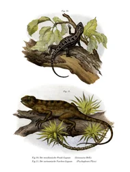 Iguane