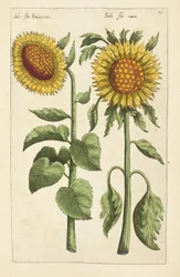 Illustration de "Florilegium ... tractans de variis floribus et aliis indicis plantis as vivum delineatum in duabus partis et quatuor linguis concinnatum" par Emanuel Sweert, 1612-14