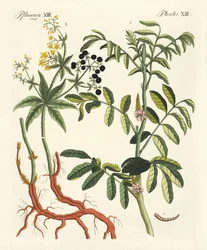 Plantes tinctoriales importantes