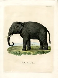 Éléphant indien