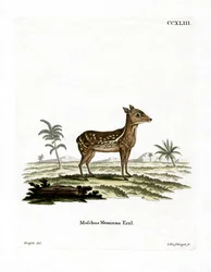 Chevrotain Tacheté Indien