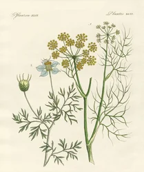 Plantes épicées indigènes