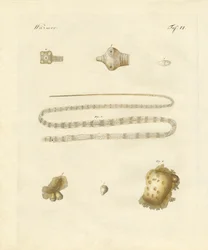 Vers intestinaux (gravure en couleur)