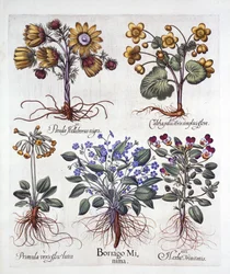 Ipheion Rolf Fiedler Spring Starflower, Marsh Marigold, Pseudo Helleborus, Viola Tricolor et Cowslip, de Hortus Eystettensis, par Basil Besler, pub. 1613
