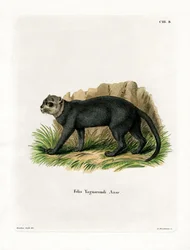 Jaguarondi