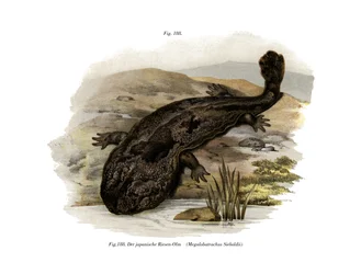 Salamandre géante japonaise