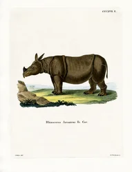 Rhinocéros de Java