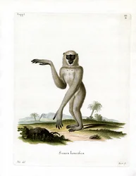 Gibbon argenté de Java