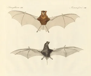 Chauves-souris javanaises
