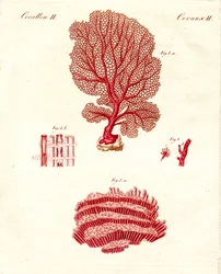 Types de coraux (gravure en couleur)