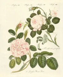 Différentes sortes de roses