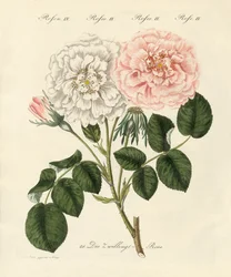 Types de roses