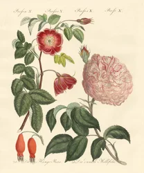 Types de roses