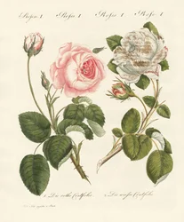 Types de roses