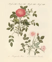 Types de roses