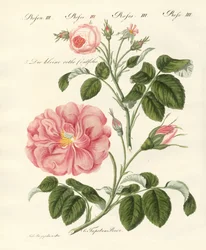 Sortes de roses