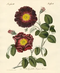 Sortes de roses