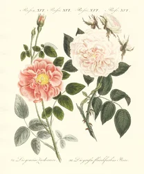 Types de roses