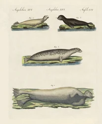 Types de phoques