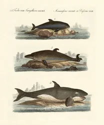 Types de baleines