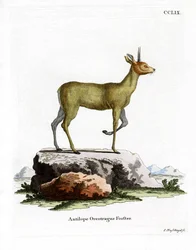 Oréotrague