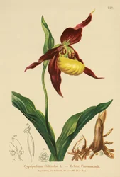 Sabot de Vénus (Cypripedium Calceolus)