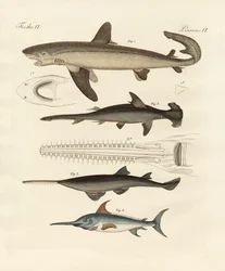 Grands poissons de proie
