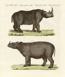 Grands mammifères à quatre pattes