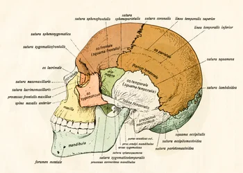 Diagramme latéral des os du crâne humain