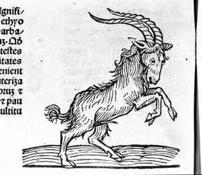 Le Capricorne - dans Traité de Johannes Angeli De Magnisconnectionibue annorum revolutionibus ac eorum perfectionibus. Augsbourg, Erhard Ratdolt