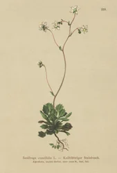 Saxifrage à feuilles en coin (Saxifraga cuneifolia)