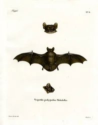 Noctule petit
