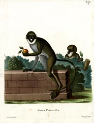 Singe à nez tacheté