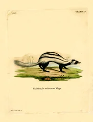 Zorille rayée de Libye
