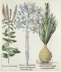 Lys : 1.Sultan Zambach Martagon Constantinopolitanum flore albo 2.Veronica recta carnlea 3.Bulbus Sultan Zambach cuminfeunipartecaulis, du Hortus Eystettensis par Basil Besler, pub. 1613