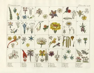 Système de plantes de Linné