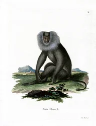 Macaque à queue de lion