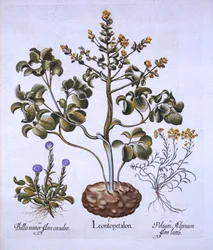 Feuille de lion et fleurs alpines, de Hortus Eystettensis, par Basil Besler, pub. 1613