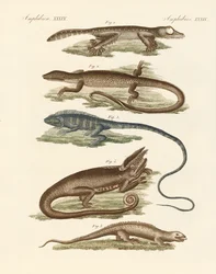 Lézards