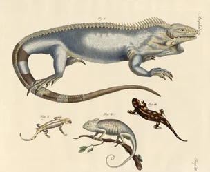 Lézards