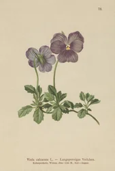 Violette à éperon long (Viola calcarata)